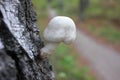 Close-up of small white mushroom growing on birch tree. Beautiful autumn landscape with trees and pathway in the park or forest Royalty Free Stock Photo