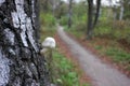 Close-up of small white mushroom growing on birch tree. Beautiful autumn landscape with trees and pathway in the park or forest Royalty Free Stock Photo