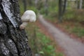 Close-up of small white mushroom growing on birch tree. Beautiful autumn landscape with trees and pathway in the park or forest Royalty Free Stock Photo