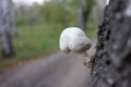 Close-up of small white mushroom growing on birch tree. Beautiful autumn landscape with trees and pathway in the park or forest Royalty Free Stock Photo