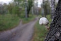 Close-up of small white mushroom growing on birch tree. Beautiful autumn landscape with trees and pathway in the park or forest Royalty Free Stock Photo