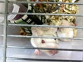 A small white rat in the cage Royalty Free Stock Photo