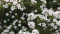 Close-up of small white stellate flowers of diosma hirsuta