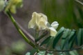 Small white wild flower in the garden, pale yellow blossom, green leaves, nature outdoors Royalty Free Stock Photo
