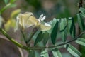 Small white wild flower in the garden, pale yellow blossom, green leaves, nature outdoors Royalty Free Stock Photo