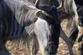 Small Wildebeest herd close up Royalty Free Stock Photo