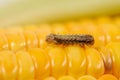 Close up of a small worn walking on a ear of corn