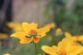 A close up of a small yellow flower with yellow and black stamen inside and a green caterpillar walking over the yellow petals in Royalty Free Stock Photo