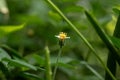 Close up small yellow flower and blur green natural background Royalty Free Stock Photo