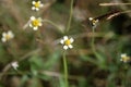 Close up small yellow flower Royalty Free Stock Photo