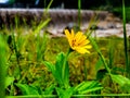 close up of a small yellow flower near a waterfall that is flooding