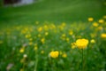 Close up small yellow flowers at  on blurred fresh green field background Royalty Free Stock Photo