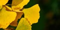 Close-up of the small yellow leaf of a ginko tree discoloured in autumn