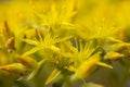 Close Up Of The Small Yellow Stonecrop Flowers In Summer Royalty Free Stock Photo