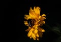 Close-up of a small yellow sunflower with a black bumblebee or wild bee perched on it, against a dark background with space for Royalty Free Stock Photo