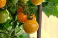 close-up of small yellow tomatoes.