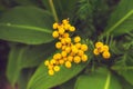 Close-up of Small Yellow Wild Flowers with Flies. Top view. Royalty Free Stock Photo