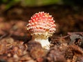 Close-up of a small, young fly agaric