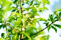 Close-up small young peach fruit growing on small branch with lush green leaves foliage at home orchard near Dallas, Texas,