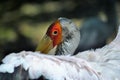 Portrait for a smiley white Bird