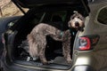 Furry dog in the open hatch of a car at a trailhead parking.