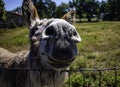 Close up of a smiling donkey