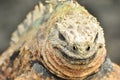 Close up of a smiling iguana Royalty Free Stock Photo