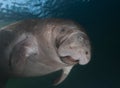 Close-up of Smiling Manatee near Homosassa Florida Royalty Free Stock Photo