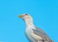 Close-up of a smiling and screaming seagull in the wild, on clean blue background sitting on a pole made of wood Royalty Free Stock Photo