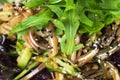 Close up of smoked pig ears salad with lettuce Royalty Free Stock Photo