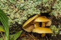 Smoky-gilled Hypholoma - Hypholoma capnoides Royalty Free Stock Photo