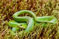 Smooth Green Snake Royalty Free Stock Photo