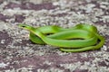 Smooth Green Snake Royalty Free Stock Photo