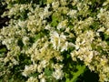 Close-up of the Smooth hydrangea (Hydrangea arborescens) \'Hayes Starburst\' Royalty Free Stock Photo