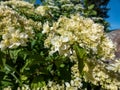 Smooth hydrangea (Hydrangea arborescens) \'Hayes Starburst\' flowering with white to greeninsh-white flowers. Royalty Free Stock Photo