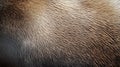 Close-up of Smooth, Layered Fur with a Gradient of Color Royalty Free Stock Photo