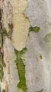 Close-up of smooth tree bark with rough patches of green moss a unique natural texture background pattern Royalty Free Stock Photo