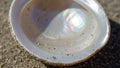 Close up of a smooth white seashell resting on a sandy surface Royalty Free Stock Photo