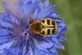 Close-up of a Smoothbarred Paintbrush Beetle, Trichius zonatus preched on a brigh blue cornflower, Centaurea cyanus