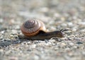 Close-up from a snail Royalty Free Stock Photo