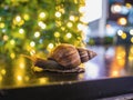 Close up  Snail with Bokeh of christmas Royalty Free Stock Photo