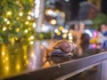 Close up  Snail with Bokeh of christmas Royalty Free Stock Photo