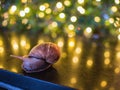 Close up  Snail with Bokeh of christmas Royalty Free Stock Photo