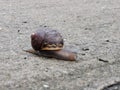 a close up of a snail with brown shells on its back