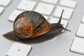 Slow snail crawling on computer keyboard Royalty Free Stock Photo