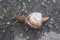 Close-Up Of Snail Crawling On Road Royalty Free Stock Photo