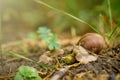 Close up of snail crawling on soil in forest