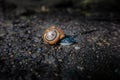Close up of snail on dark soil