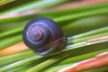 Close up snail feeding and climbing green reeds Royalty Free Stock Photo
