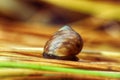 Close up snail feeding and climbing green reeds Royalty Free Stock Photo